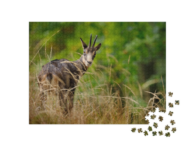 Chamois, Rupicapra Rupicapra, on the Rocky Hill, Forest i... Jigsaw Puzzle with 1000 pieces