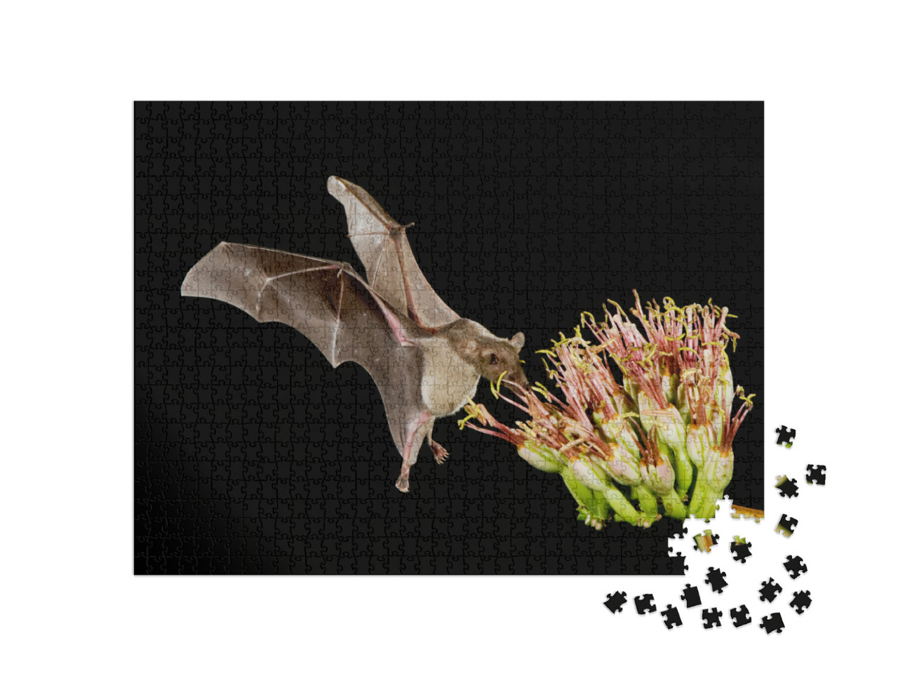 Lesser Long-Nosed Bat, Leptonycteris Curasoae, Adult in F... Jigsaw Puzzle with 1000 pieces