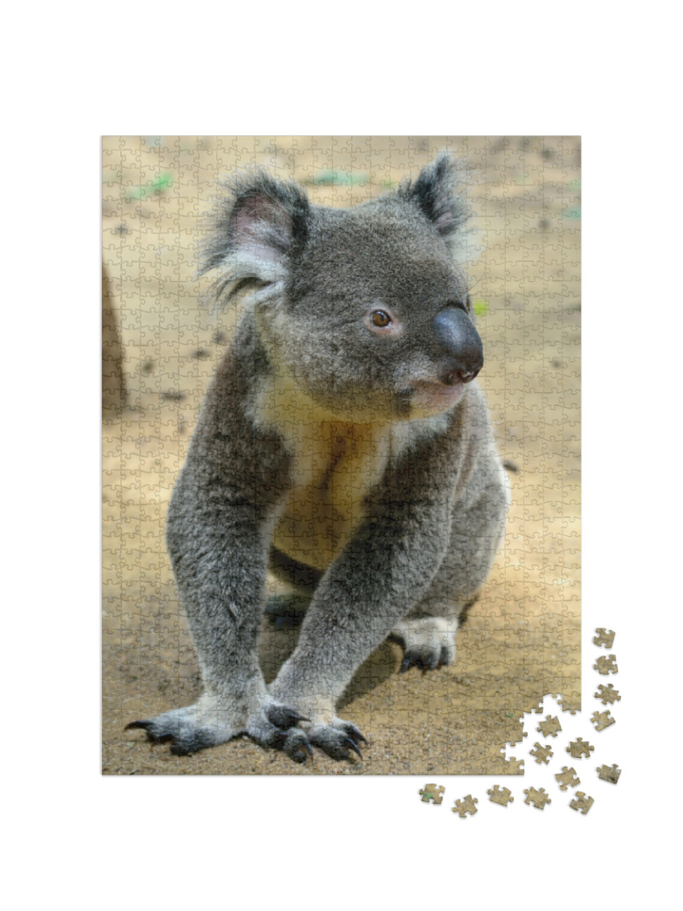 Koala Sitting on the Ground in Queensland, Australia... Jigsaw Puzzle with 1000 pieces