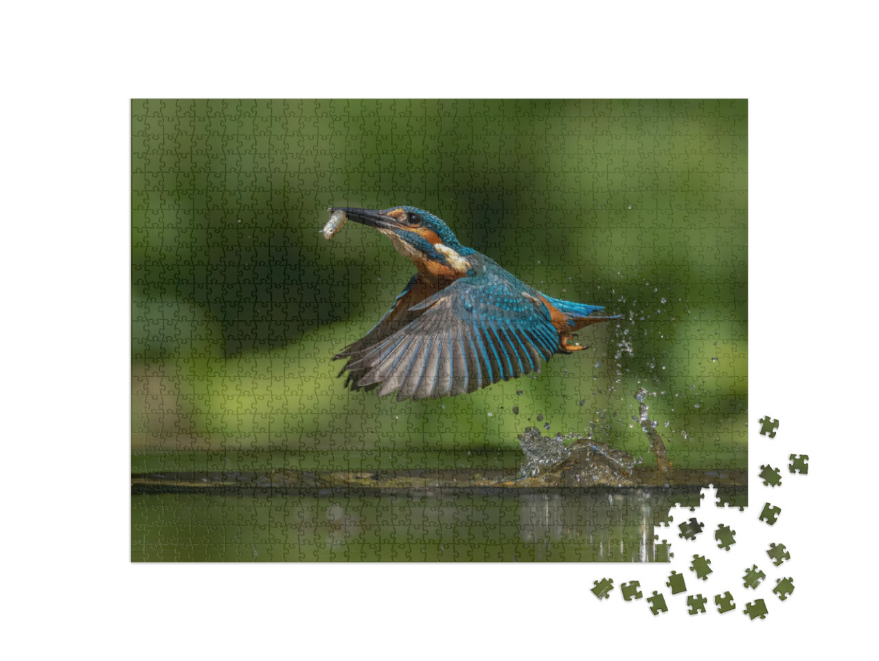 Common European Kingfisher Alcedo Atthis. Kingfisher Flyi... Jigsaw Puzzle with 1000 pieces