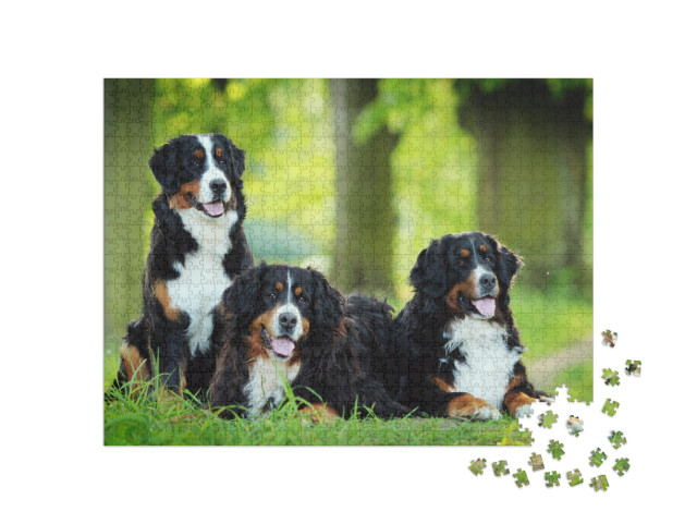 Bernese Mountain Dog... Jigsaw Puzzle with 1000 pieces