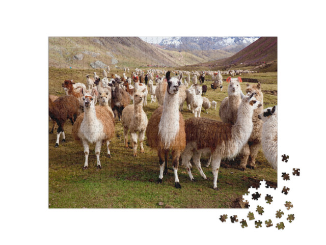 Llamas & Alpacas of Peru... Jigsaw Puzzle with 1000 pieces