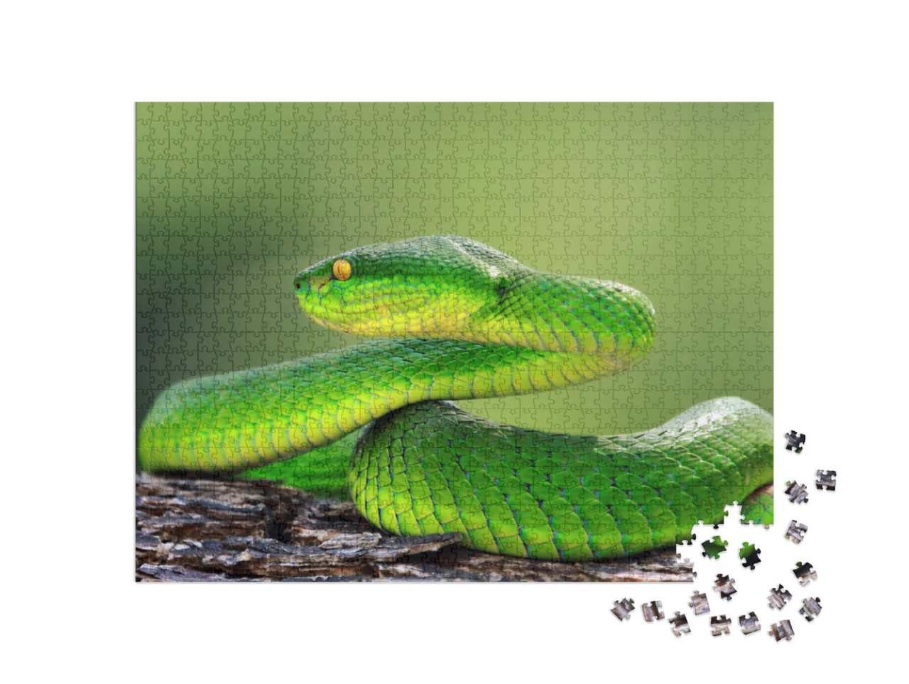 Green Viper Snake on Branch, Trimeresuru Albolabris... Jigsaw Puzzle with 1000 pieces