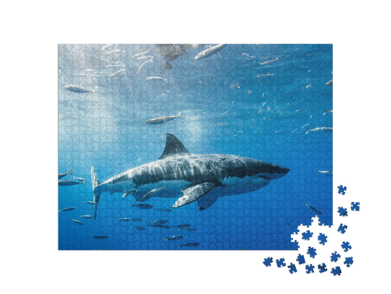 Great White Shark in Mexico... Jigsaw Puzzle with 1000 pieces