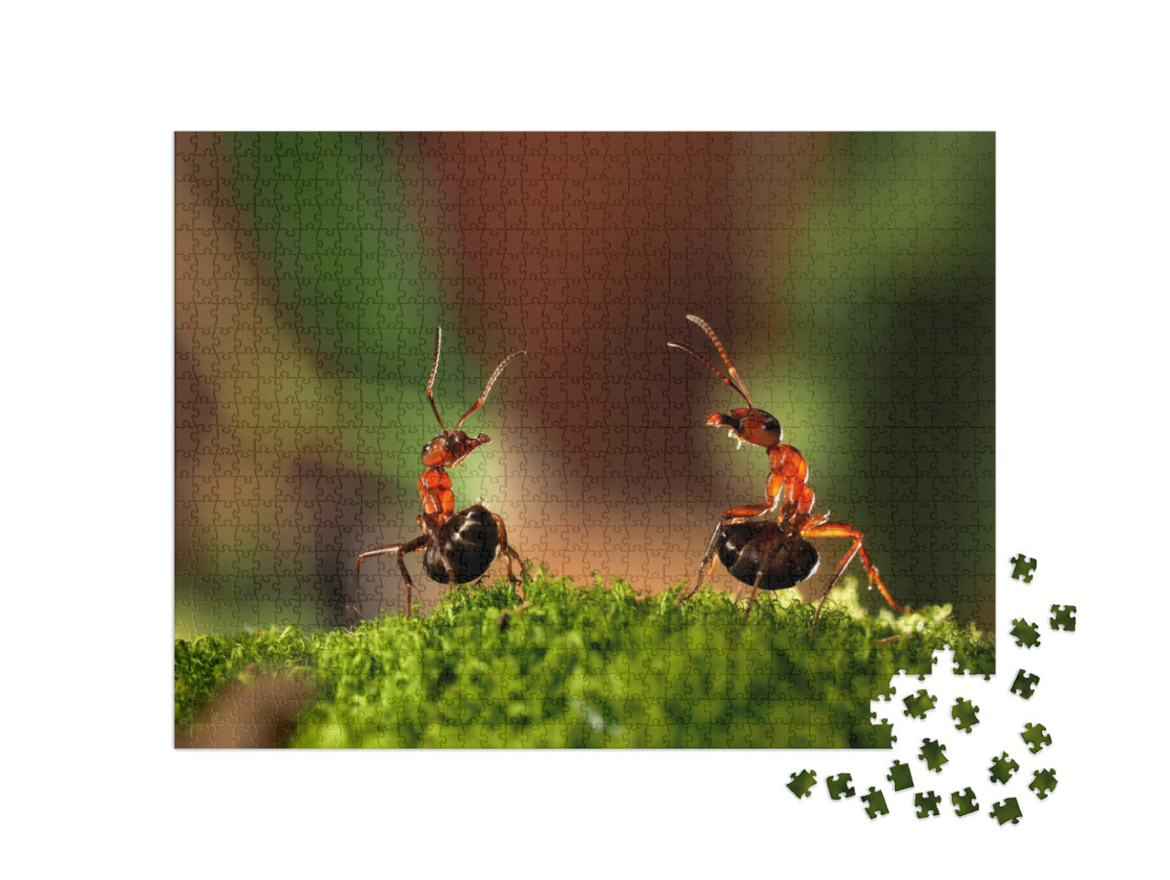 Battle of Two Ants. Beautiful Ants Are on the Moss Liftin... Jigsaw Puzzle with 1000 pieces