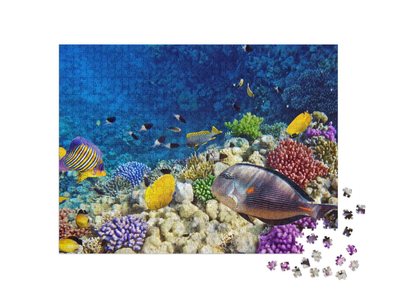 Coral & Fish in the Red Sea. Egypt... Jigsaw Puzzle with 1000 pieces