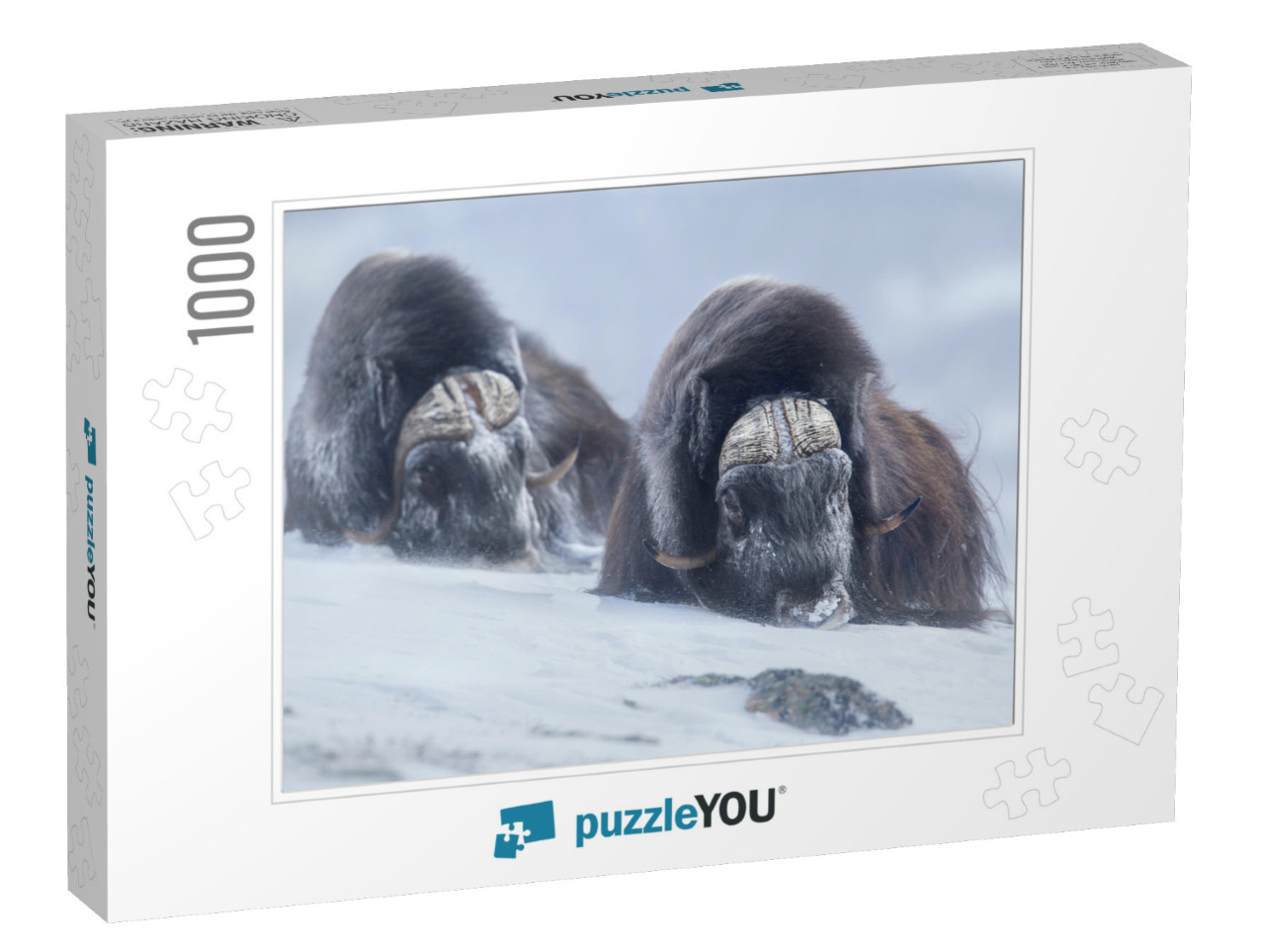 Two Large Adult Male Musk Oxen in the Mountains During To... Jigsaw Puzzle with 1000 pieces