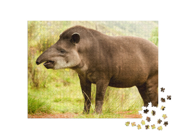 Tapir America South Tapirus Mountain Pinchaque Wild Ecuad... Jigsaw Puzzle with 1000 pieces