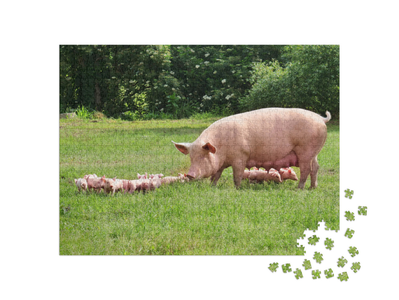 Family of Pigs in a Green Open-Air Lawn Where the Puppies... Jigsaw Puzzle with 1000 pieces