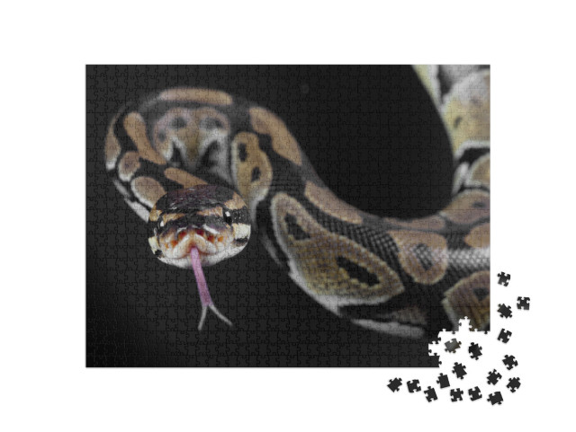 Python Snake with the Tongue Out in Studio... Jigsaw Puzzle with 1000 pieces