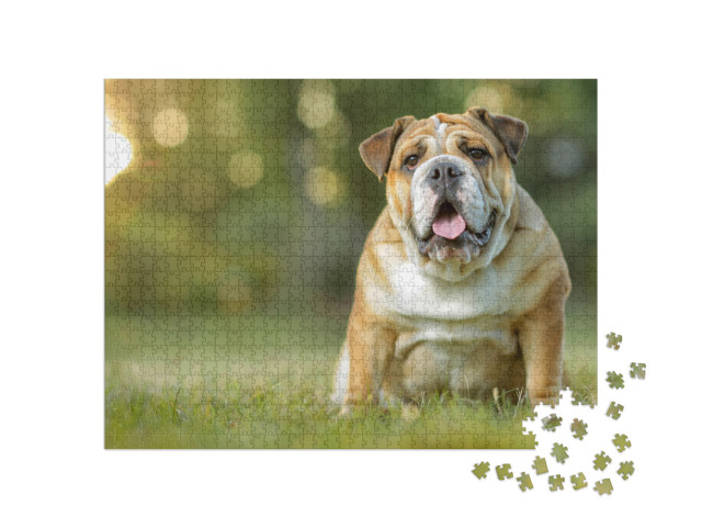 English Bulldog... Jigsaw Puzzle with 1000 pieces