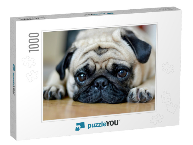 Pug Dog Sad Puppies. Sleep Rest on Floor... Jigsaw Puzzle with 1000 pieces