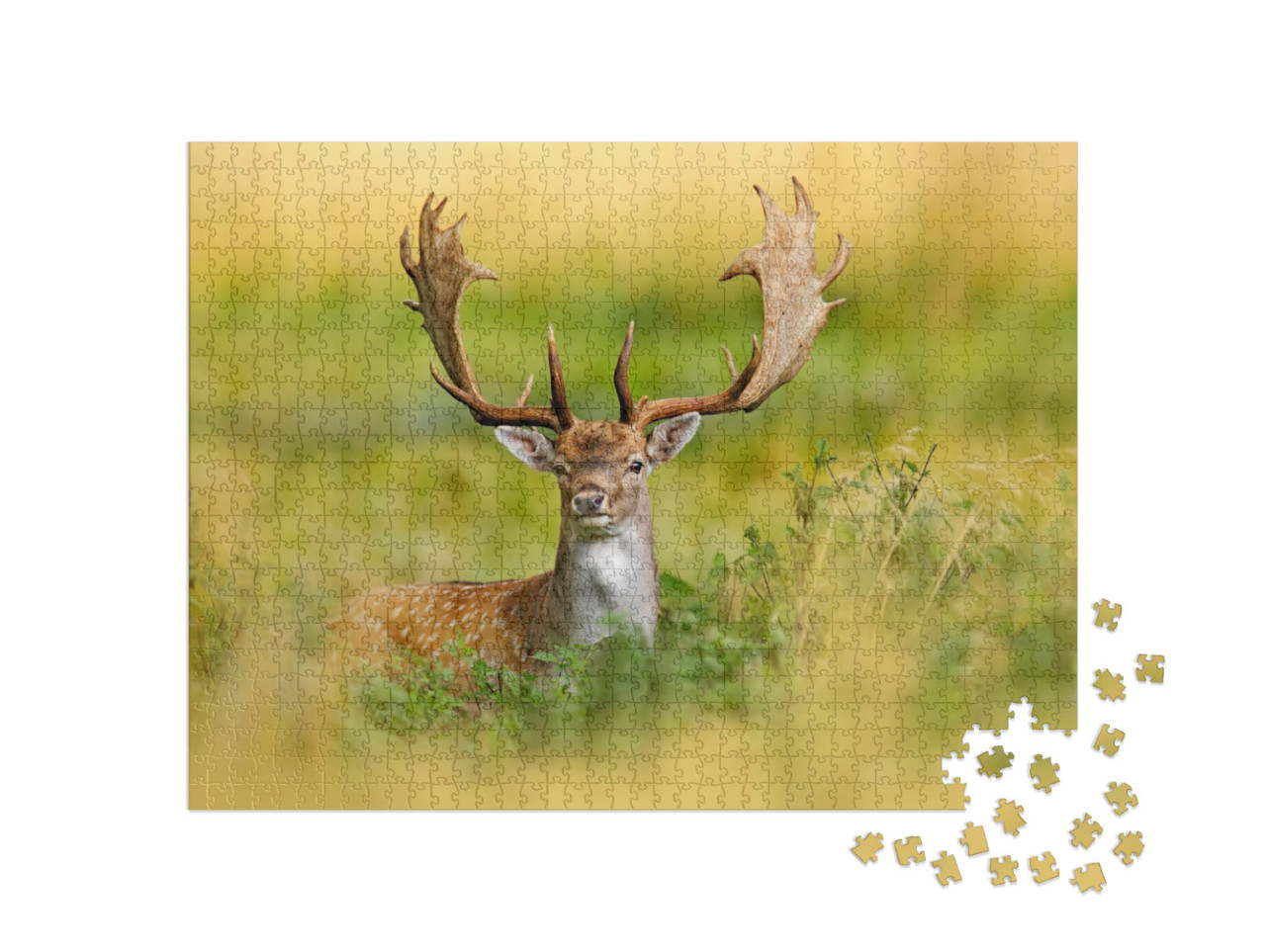 Fallow Deer, Dama Dama, in Autumn Forest, Dyrehave, Denma... Jigsaw Puzzle with 1000 pieces