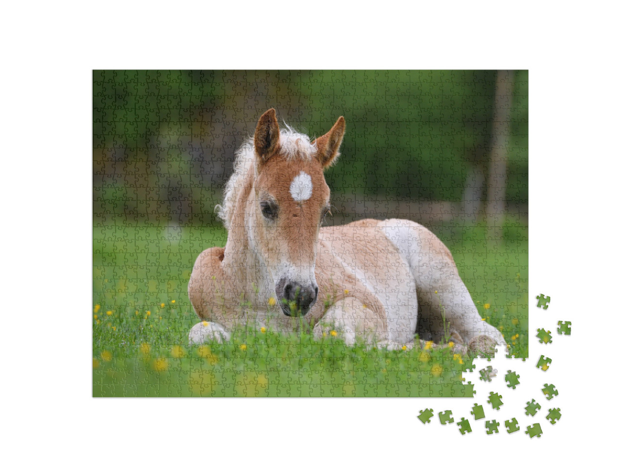 Young Cute Foal Outdoor Resting in the Grass... Jigsaw Puzzle with 1000 pieces