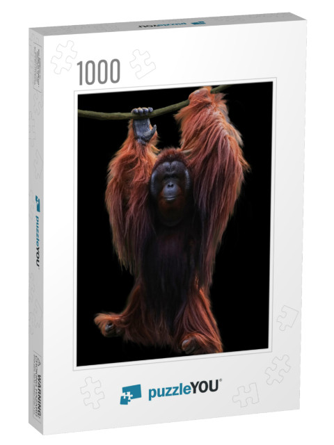 Image Orangutan Hanging on a Rope Isolated Over Black Bac... Jigsaw Puzzle with 1000 pieces