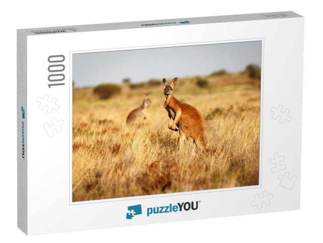 Red Kangaroo Standing Up in Grasslands in the Australian... Jigsaw Puzzle with 1000 pieces