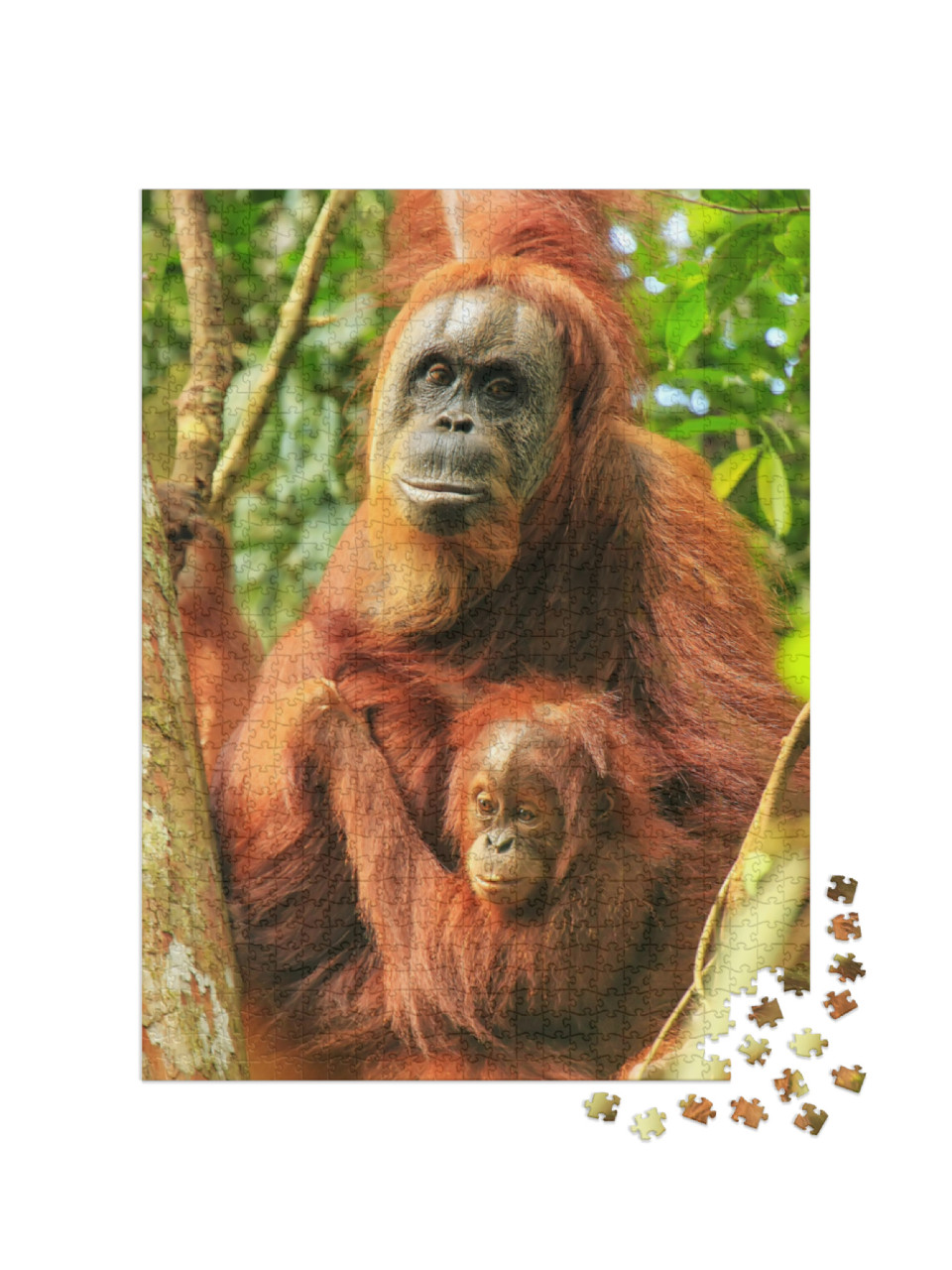 Female Sumatran Orangutan with a Baby Sitting on a Tree i... Jigsaw Puzzle with 1000 pieces