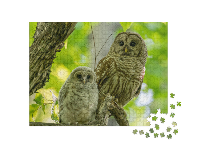 Adult & Baby Barred Owls Perching on a Tree Branch in Ear... Jigsaw Puzzle with 1000 pieces