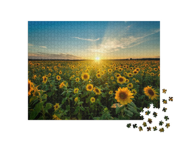 Beautiful Sunset Over Sunflower Field... Jigsaw Puzzle with 1000 pieces