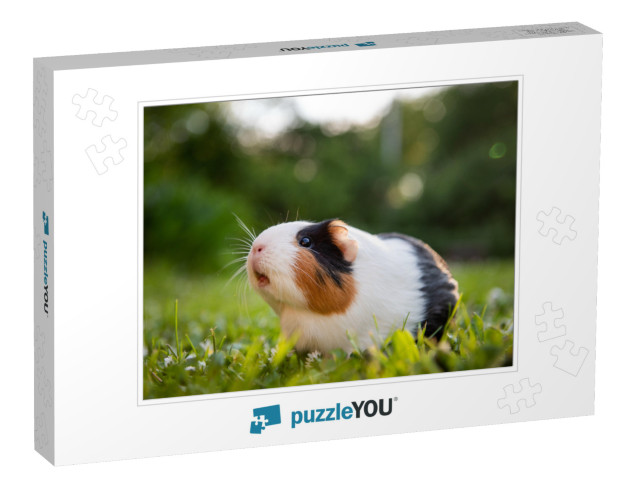 Guinea Pig in a Meadow... Jigsaw Puzzle