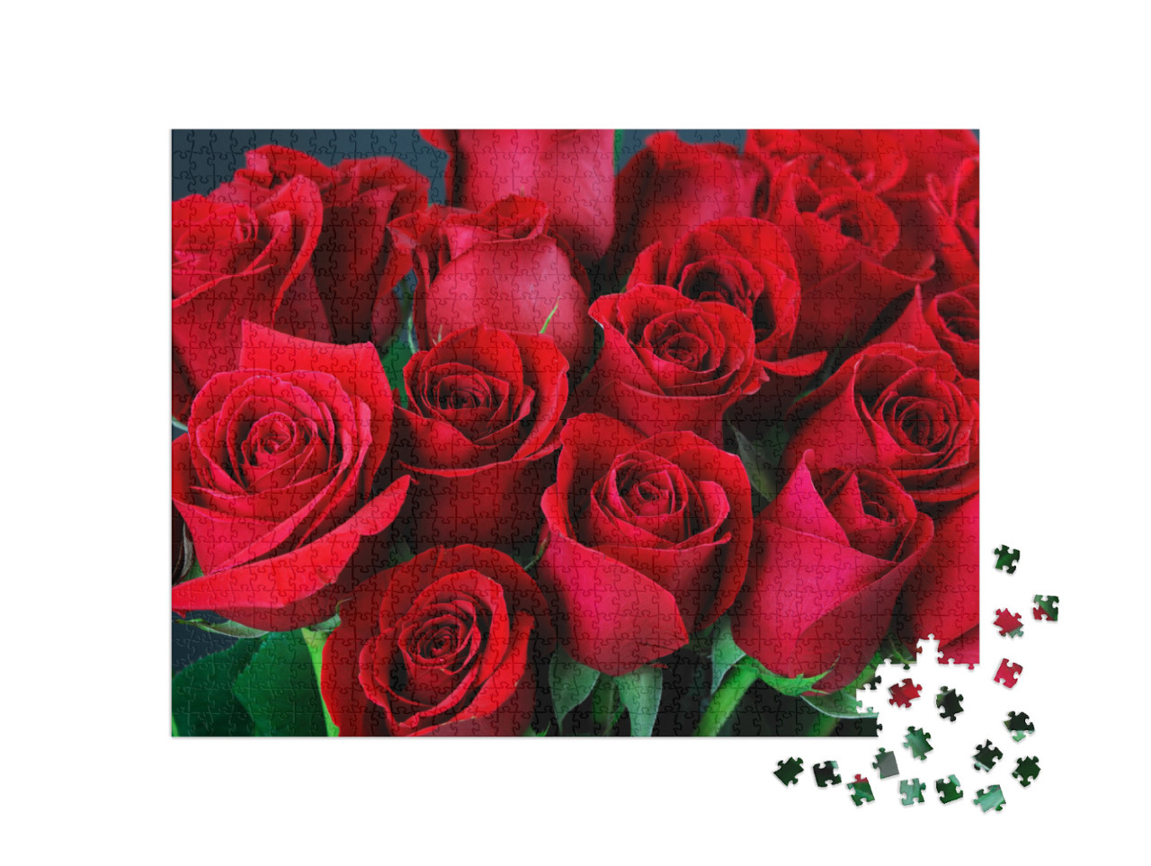 Close Up on Red Roses... Jigsaw Puzzle with 1000 pieces