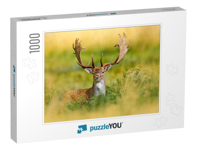 Fallow Deer, Dama Dama, in Autumn Forest, Dyrehave, Denma... Jigsaw Puzzle with 1000 pieces