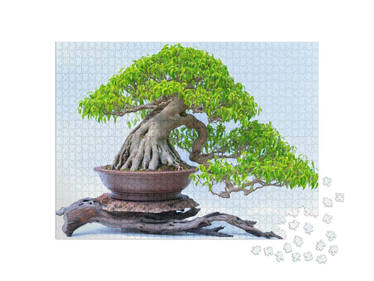 Green Old Bonsai Tree Isolated on White Background in a P... Jigsaw Puzzle with 1000 pieces