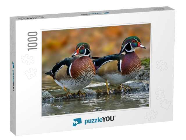 The Wood Duck or Carolina Duck is a Species of Perching D... Jigsaw Puzzle with 1000 pieces