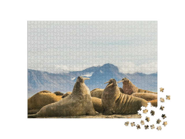 Group of Walruses on Prins Karls Forland, Svalbard... Jigsaw Puzzle with 1000 pieces