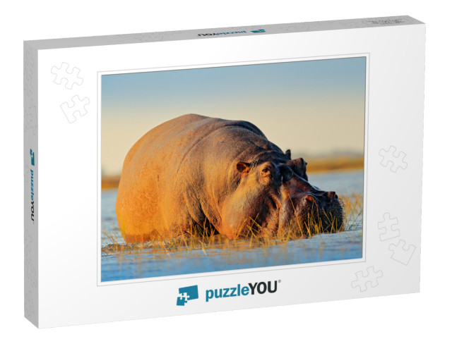 African Hippopotamus, Hippopotamus Amphibius Capensis, wi... Jigsaw Puzzle