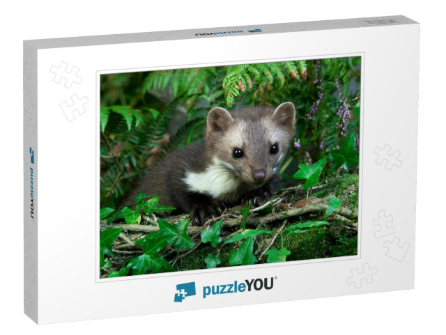 Stone Marten or Beech Marten, Martes Foina, Adult, Norman... Jigsaw Puzzle