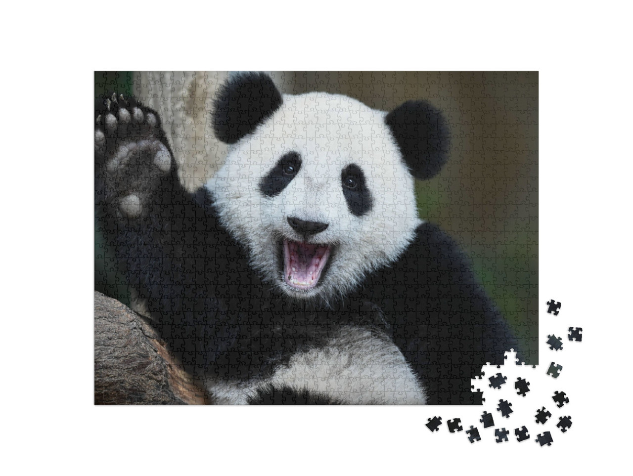 A Playful Happy Panda in China... Jigsaw Puzzle with 1000 pieces