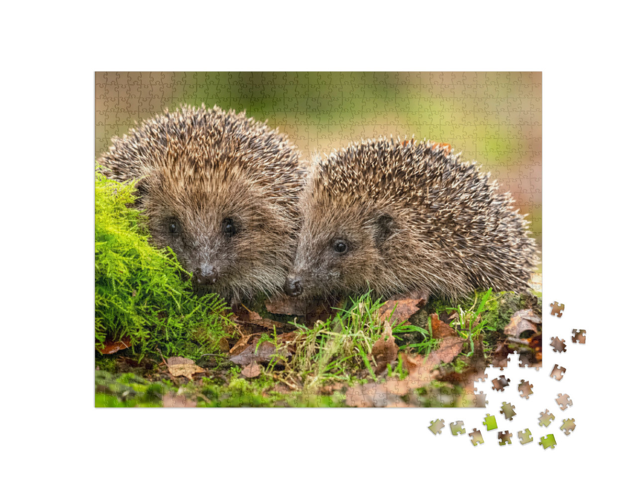 Hedgehogs Scientific Name Erinaceus Europaeus Two Wild, N... Jigsaw Puzzle with 1000 pieces