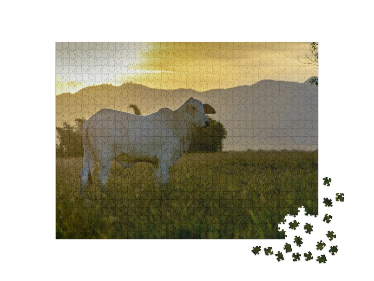 Silhouette of Nellore Cattle At Sunset At the End of the... Jigsaw Puzzle with 1000 pieces