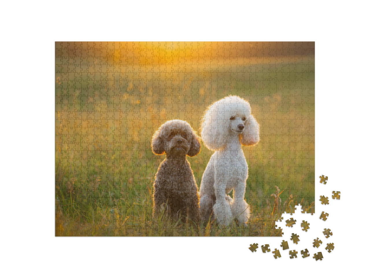 Two Poodles on the Grass. Pet in Nature. Cute Dog Like a... Jigsaw Puzzle with 1000 pieces