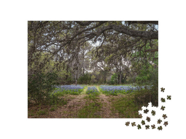 Canopy Pathway Covered with Trees Leading to a Field of T... Jigsaw Puzzle with 1000 pieces