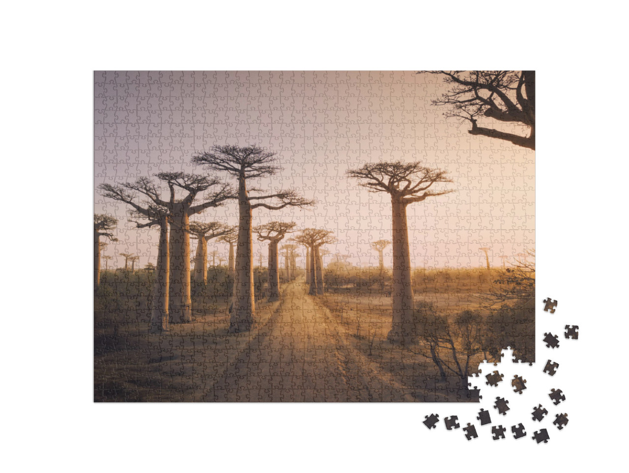 Beautiful Baobab Trees At Sunset At the Avenue of the Bao... Jigsaw Puzzle with 1000 pieces