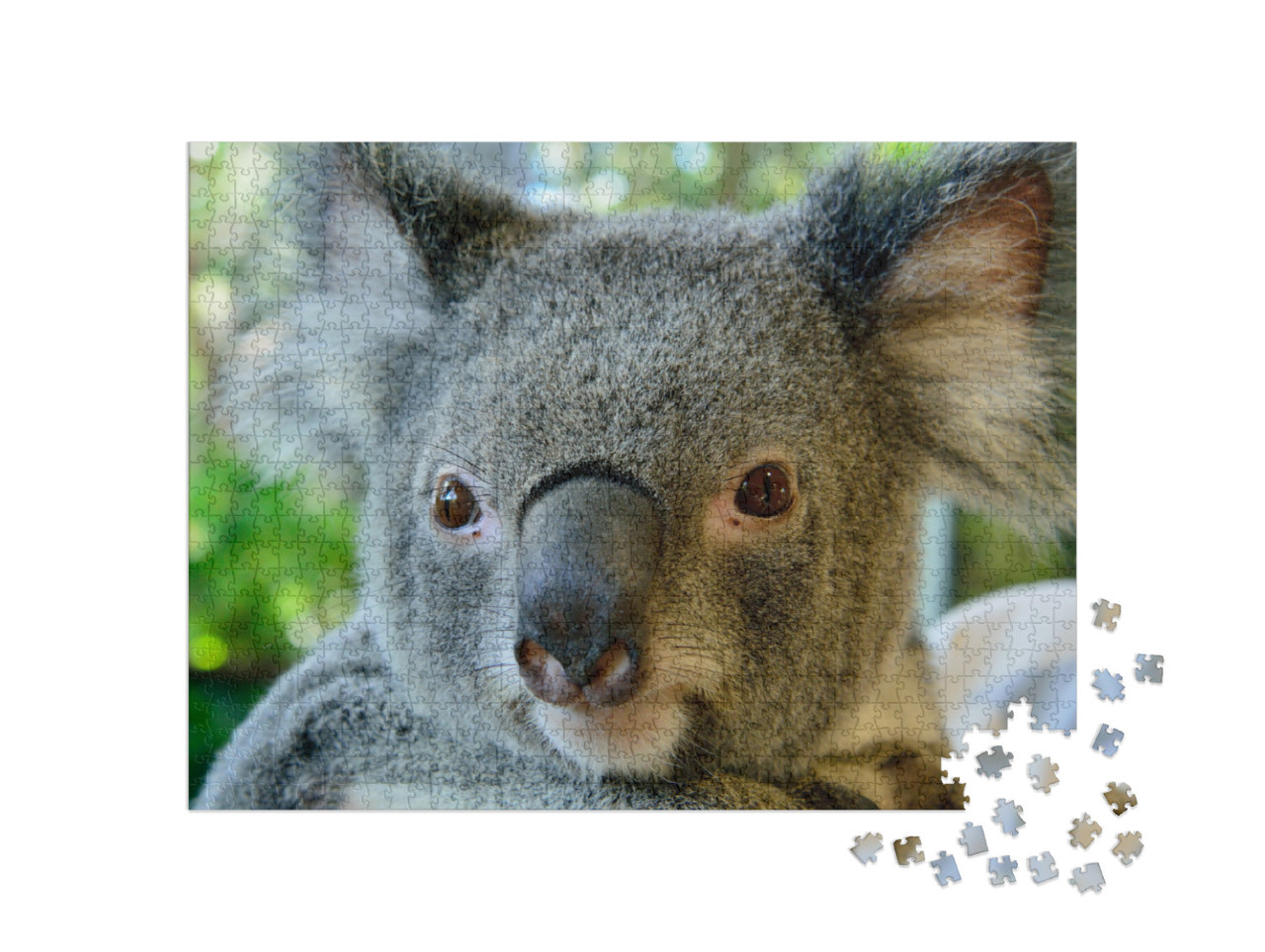 Portrait of Koala in Queensland, Australia... Jigsaw Puzzle with 1000 pieces