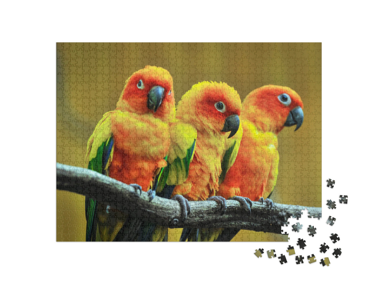 Beautiful Parrot, Sun Conure on Tree Branch... Jigsaw Puzzle with 1000 pieces