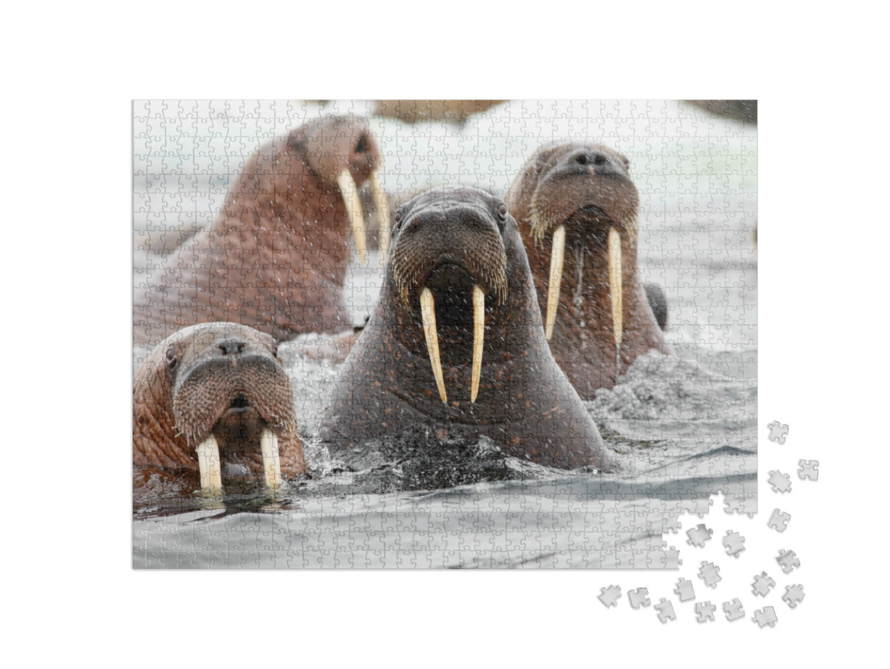 Pacific Walrus... Jigsaw Puzzle with 1000 pieces