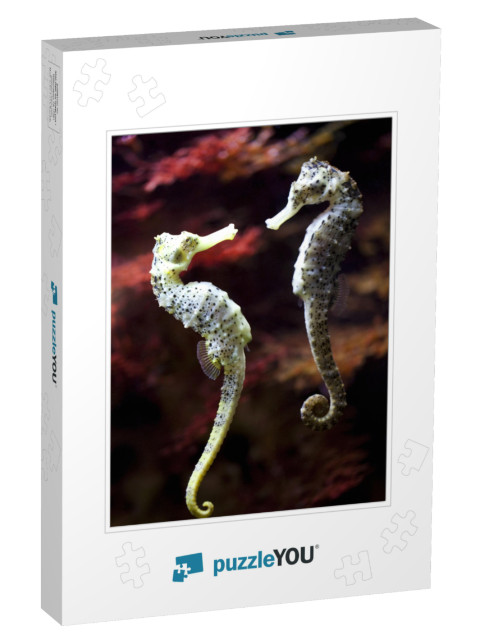 Real Alive - Swimming Couple of Long-Snouted Seahorse in... Jigsaw Puzzle