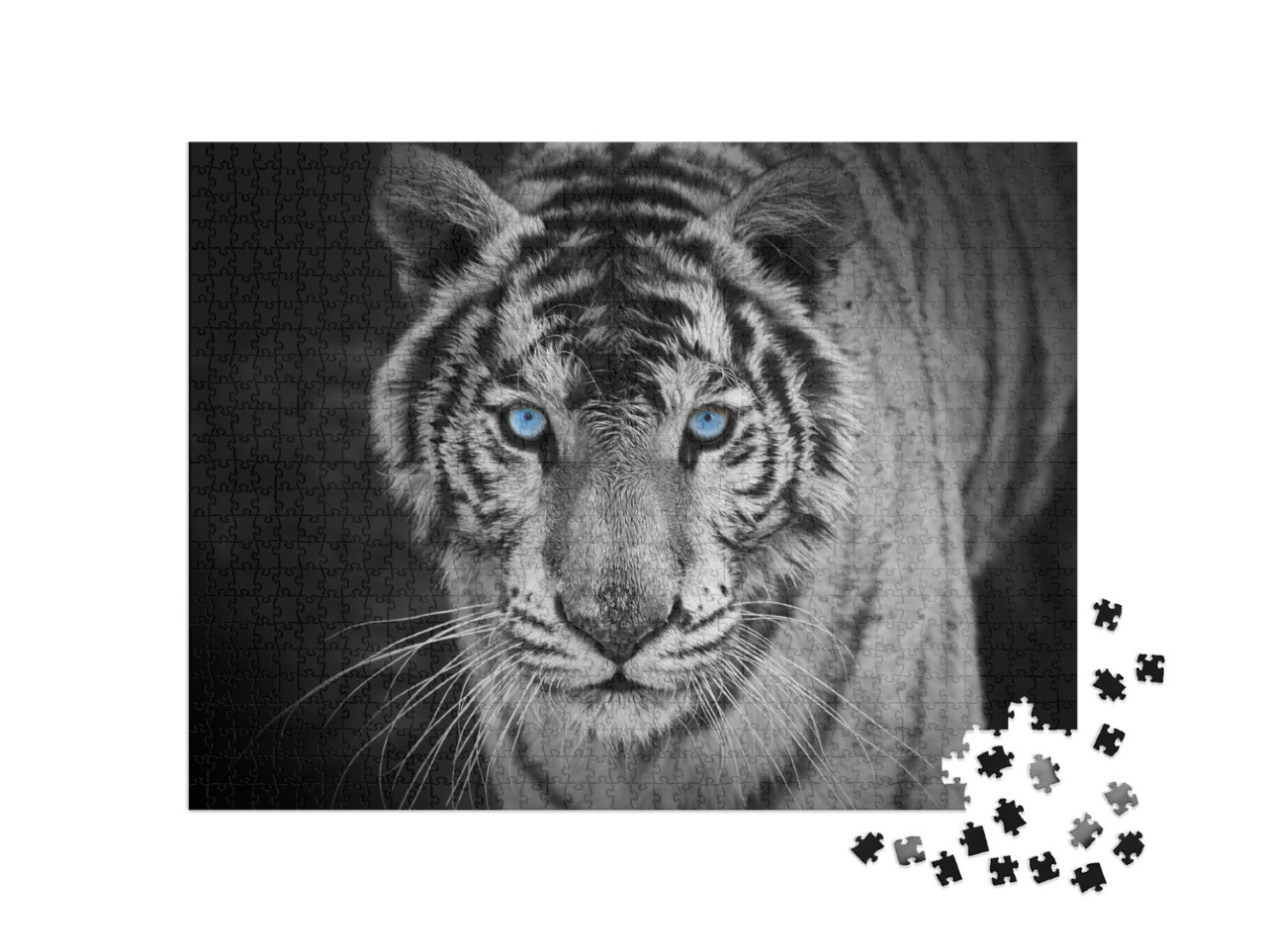 White Tiger... Jigsaw Puzzle with 1000 pieces