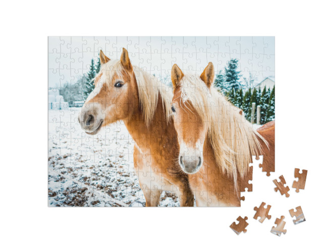 Haflinger Horses, Horse Couple Standing in Snow on a Cold... Jigsaw Puzzle with 200 pieces