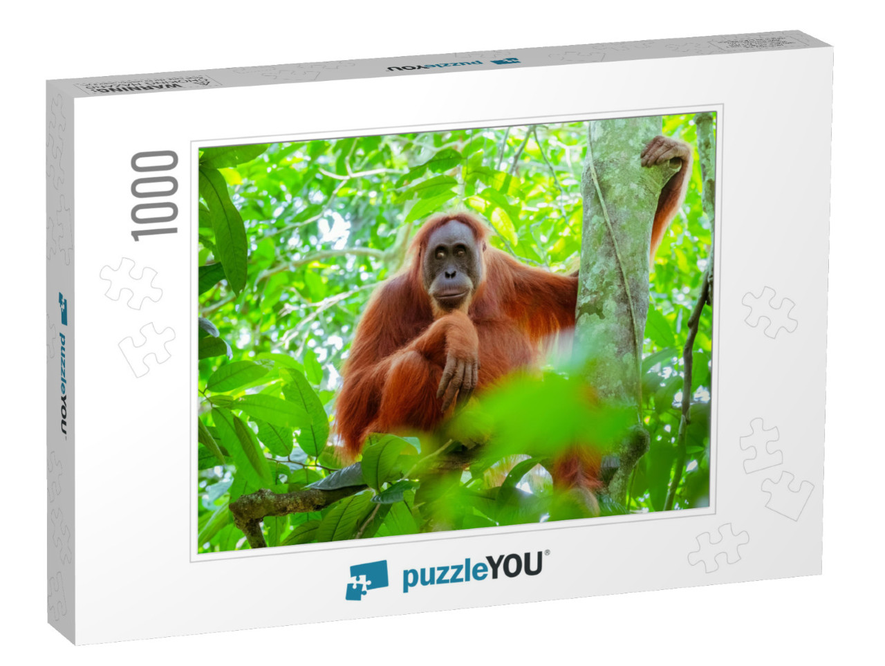 Female Orangutan Sitting At Tree Trunk & Looks Around Aga... Jigsaw Puzzle with 1000 pieces