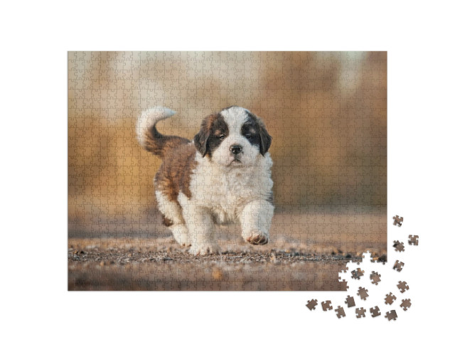 Saint Bernard Puppy... Jigsaw Puzzle with 1000 pieces