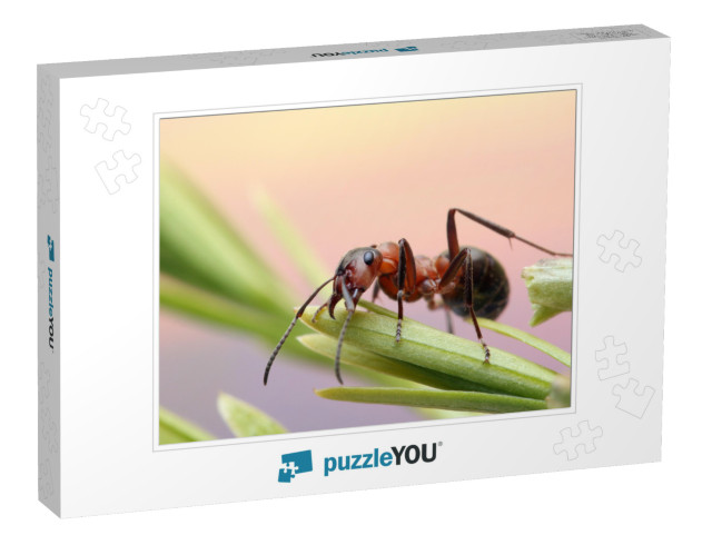 Ant Runs Quickly in the Grass, Clinging to the Blades of... Jigsaw Puzzle