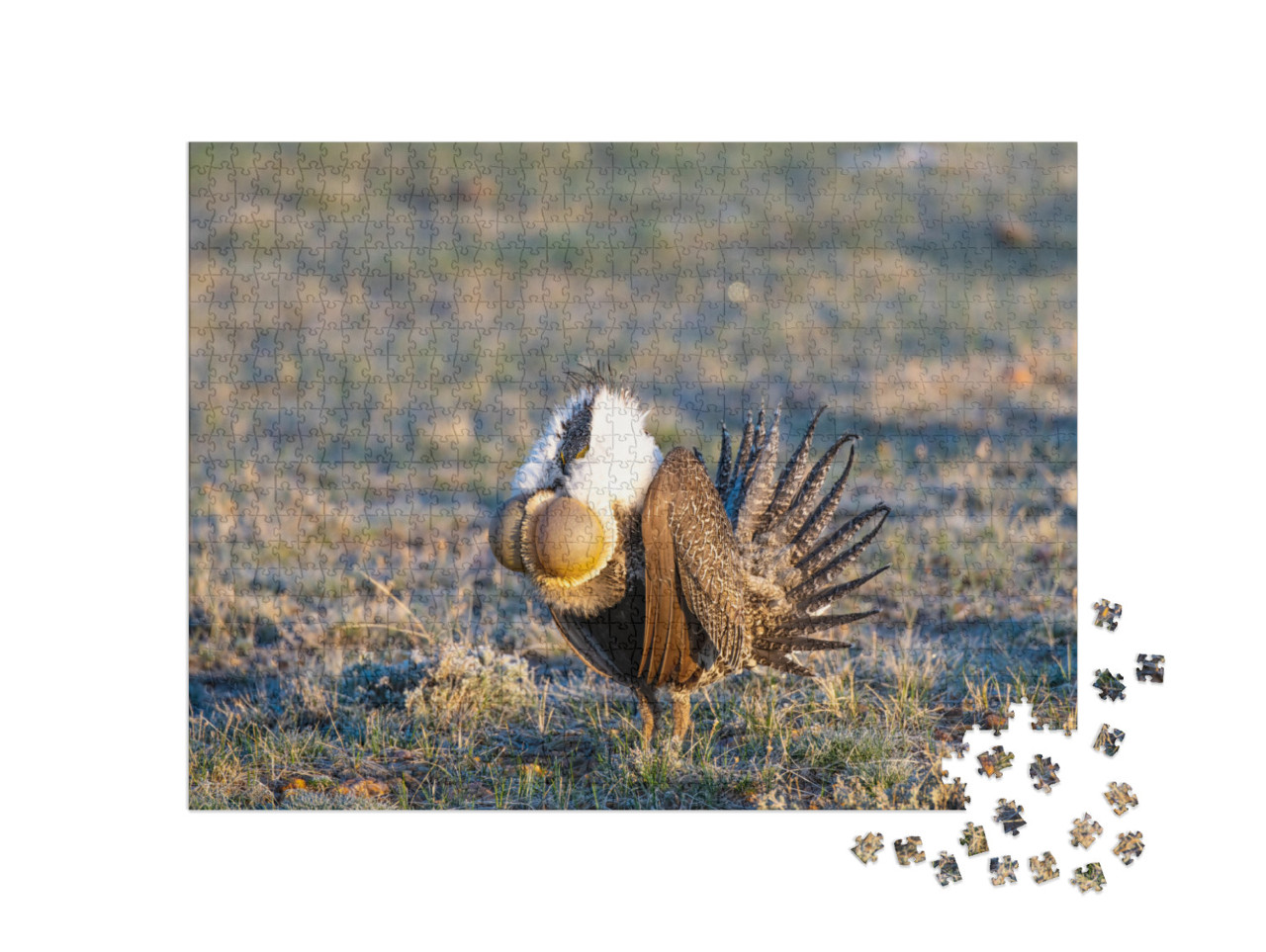 Greater Sage-Grouse Male Courtship Display... Jigsaw Puzzle with 1000 pieces