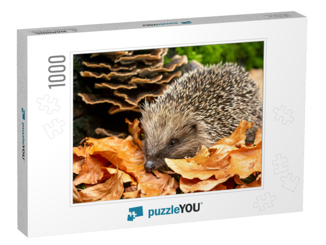 Hedgehog in Autumn. Scientific Name Erinaceus Europaeus... Jigsaw Puzzle with 1000 pieces