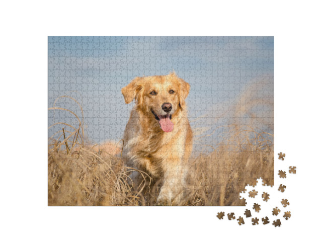 Golden Retriever Dog Running Outdoor... Jigsaw Puzzle with 1000 pieces