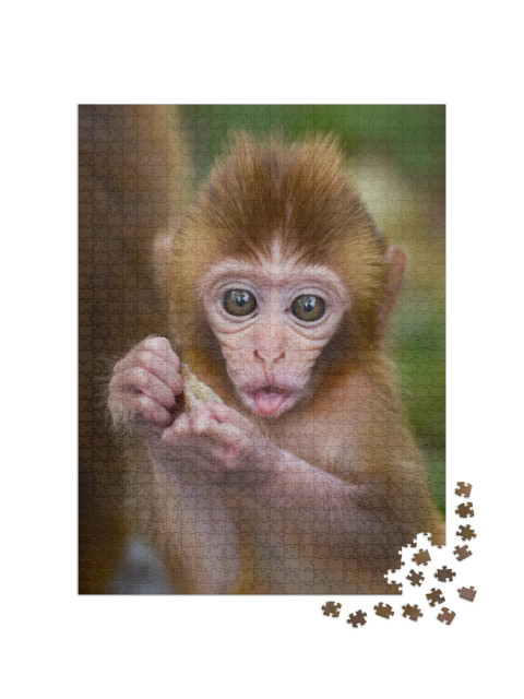 Cute Baby Monkey Eating in a Forest... Jigsaw Puzzle with 1000 pieces